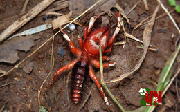Bí mật về loài nhện lạc đà duy nhất ở Việt Nam, hãy cẩn thận nếu thấy chúng bò vào nhà