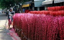 Chợ hoa đào nhuộm khoe sắc rực rỡ ở Đầm Sen
