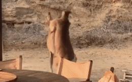 Hai con Kangaroo hăng máu, ẩu đả như hai 'kẻ say rượu': Clip thu hút 4,4 triệu lượt xem