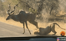 Clip: Sư tử đực đoạt mạng linh dương ngay trước đầu xe của du khách
