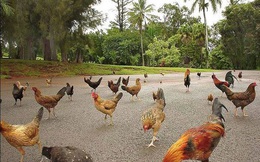 'Thiên đường du lịch' Hawaii biến thành nhà của gà hoang