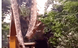Clip: Kinh hãi cảnh máy xúc "bắt sống" trăn khổng lồ dài hơn 9 mét