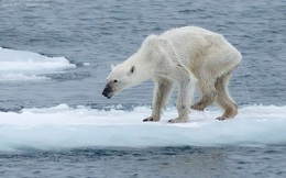 Gấu Bắc Cực có thể biến mất vào cuối thế kỷ này
