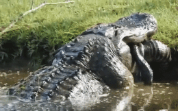 Hãi hùng cảnh cá sấu nuốt chửng toàn bộ cơ thể đồng loại dài 1,8 m mà không cần xe nhỏ!