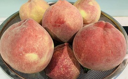 Đào tuyết Lệ Giang đắt khách từ đầu tới cuối vụ, tiểu thương nhiều hôm phải treo biển 'cháy hàng'