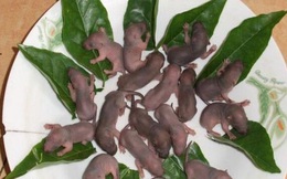 “Ba tiếng chít”: Món đặc sản Trung Quốc làm từ chuột bao tử, cấm kỵ cho người yếu tim!