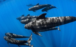 Quyền thống trị đại dương của cá voi sát thủ bị đe dọa: Đối thủ 'lấy thịt đè người'!