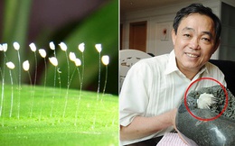 Giữa KDL Đại Nam bỗng nở 1 loài hoa quý, 3000 năm mới có 1 lần: Thực chất là gì?