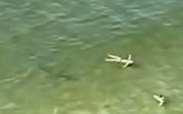 Clip hiếm: Cá mập khổng lồ âm thầm tiếp cận hai nữ du khách đang tắm biển
