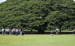 Cây khổng lồ trăm tuổi "hái ra tiền" ở Hawaii