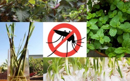 8 loài cây trồng trong nhà vừa đẹp vừa thơm, giúp đuổi muỗi hiệu quả mà không cần hóa chất