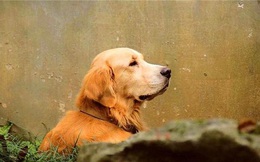 Mang chó Golden ngỗ ngược gửi về quê, 3 ngày sau, cô chủ ngỡ ngàng khi xem bức ảnh bố gửi