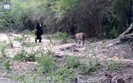 Video: Gấu đen "ra oai" hù dọa báo hoa mai và cái kết bất ngờ