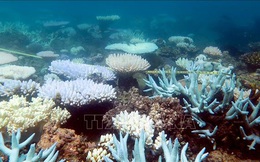Giới nghiên cứu tìm cách chỉnh sửa gene để cứu các rạn san hô
