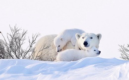 Khoảnh khắc hiếm hoi và tuyệt đẹp của gấu Bắc Cực sinh ba trong tự nhiên