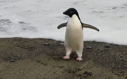 Chú chim cánh cụt đi lạc 3.000 km từ Nam Cực tới New Zealand