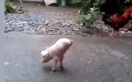 Clip: Cận cảnh chú lợn có 2 chân vẫn kiên cường tập đi gây xúc động