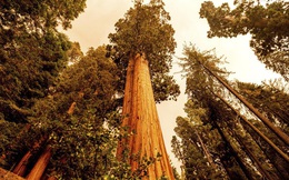 Cháy rừng bùng phát tại California thiêu rụi hàng nghìn cây cự sam khổng lồ
