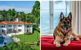 Chú chó giàu nhất thế giới ở biệt thự khủng 7,5 triệu USD, mua nhà cũ của Madonna