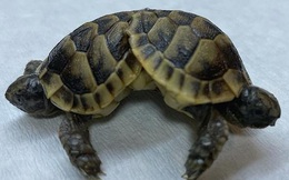 Rùa hai đầu, sáu chân, thân dính liền nhau xuất hiện ở Thổ Nhĩ Kỳ