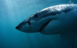 Cá mập trắng hung hãn cắn xé hải cẩu và cái kết thật bất ngờ