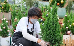Cây thông Noel mini thu hút khách trên 'chợ mạng'