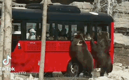 Clip hiếm: Du khách hoang mang thấy 2 'nhân viên sở thú' đu theo chiếc xe buýt