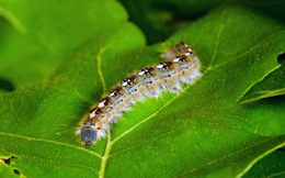 Ngay cả những con sâu bướm nhỏ và ham ăn cũng tác động lớn đến lượng phát thải carbon