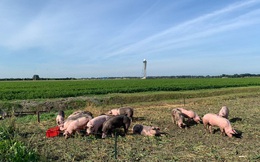 Thuê đàn lợn để ngăn chim tiếp cận sân bay, nước đi của Hà Lan hứa hẹn kết quả bất ngờ