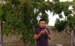 Danh hài Vân Sơn khoe vườn cây hàng trăm mét vuông, trĩu quả trong biệt thự tại Mỹ