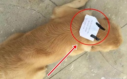 Chó Golden trốn đi chơi, trở về với 1 tờ giấy trên đầu, chủ nhân vừa đọc vừa 'tăng xông'