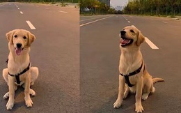 Cún cưng bị điện giật khi phóng uế ven đường, chủ đòi bồi thường trăm triệu