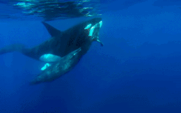 Cá voi xanh bất ngờ bị bao vây bởi 'sát thủ' hàng đầu đại dương, kết cục bi thảm!