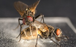 Kinh hoàng loài nấm tạo ra 'tình dược', kích thích ruồi đực giao phối với ruồi cái đã chết