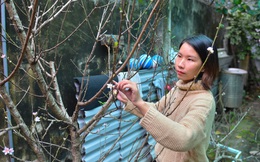Người phụ nữ mang đào rừng về Thủ đô bán trước Tết 3 tháng, giá bạc triệu vẫn cháy hàng