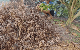 Dỡ đống cành cây khô, nhóm người bắt được món đặc sản miền Tây: Thu hoạch 'khủng'!