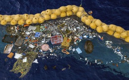 Nhiều sinh vật biển lập bầy đàn, làm tổ trên rác nhựa lênh đênh giữa đại dương