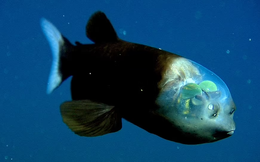 Kỳ lạ cá 'sinh vật ngoài hành tinh' mắt xanh lục và đầu trong suốt