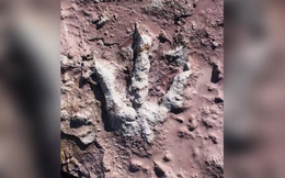 Phát hiện dấu chân khủng long được bảo quản tốt chưa từng thấy từ 200 triệu năm trước