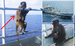 Phát hiện 2 con khỉ trên tàu, thủy thủ định giăng lưới rồi câm nín với phản ứng của khỉ mẹ