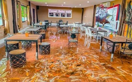 Độc đáo quán cà phê cá koi có một không hai ở Thái Lan