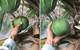 Người đàn ông hào hứng khoe cây dừa "lộc lá" nhưng dân mạng lại cho là trò lừa bịp