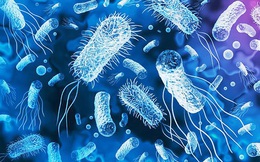 Phát hiện “khắc tinh” của tình trạng kháng kháng sinh