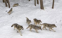 Pháp: Đàn sói xổng chuồng đúng giờ tham quan, nhiều con bị bắn chết