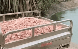 Hồ cá mà không ai dám câu trộm, dân mạng nhìn xong đều rùng mình