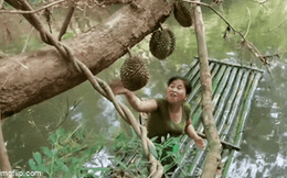 Người phụ nữ gặp "tai nạn nghề nghiệp" khi đang kiểm tra sầu riêng khiến ai xem cũng hoảng