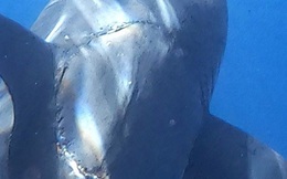Cá mập trắng lớn có vết cắn khổng lồ trên cơ thể gây tranh cãi