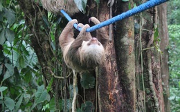 Thấy những con lười đi bộ chậm quá, Costa Rica đã xây 130 chiếc cầu vượt cho chúng