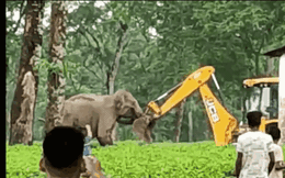 Clip: Voi mẹ hùng hổ lao tới "đánh nhau" với máy xúc để bảo vệ con
