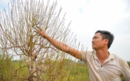 Dân làng Nhật Tân chi hàng tỷ đồng trồng đào Tết, nơm nớp lo thua lỗ